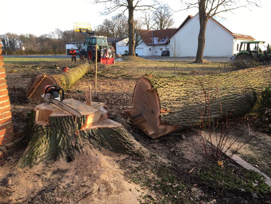 Gefällte Baumstämme und bearbeiteter Stubben, Fläche wird nach dem Wurzelfräsen für neue Nutzung vorbereitet.